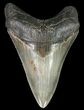 Serrated, Lower Megalodon Tooth - Georgia #70042-1